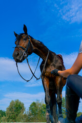 A helmeted rider feeds her beautiful black horse from her hand in the equestrian arena during a...