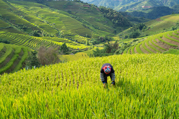 A farmer with fresh paddy rice terraces, green agricultural fields in countryside or rural area of Mu Cang Chai, mountain hills valley in Asia, Vietnam. Nature landscape. People lifestyle.