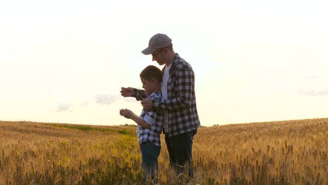 A man farmer and a boy child in a field. A family of farmers during the wheat harvest. Father and son consider the ear, grain. The concept of family business, grain export and import. training