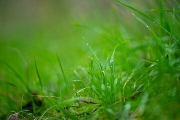 close up of native australia grass pasture in a field