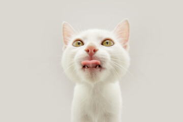 Portrait hungry cat kitty licking its lips with tongue looking up. Isolated on white grey background