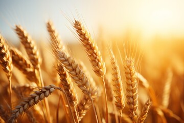 A beautiful golden wheat field glowing in the warm light. Generative AI