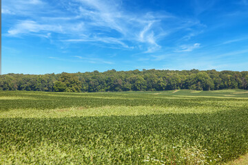 Soybean field