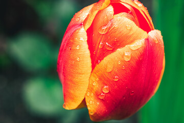 Nature - Red and Orange Tulip with Raindrops and blurry background
