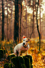 Dog Jack Russell Terrier in autumn forest sits on a stump in sun