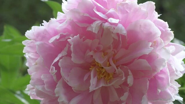 	beautiful terry pink peony flower growth in garden. close up. sunny day