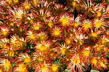 Obraz premium Chrysanthemums flowers in a city garden. Beautiful autumn background.