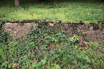 Old worn and weathered concrete foundation of an abandoned home.