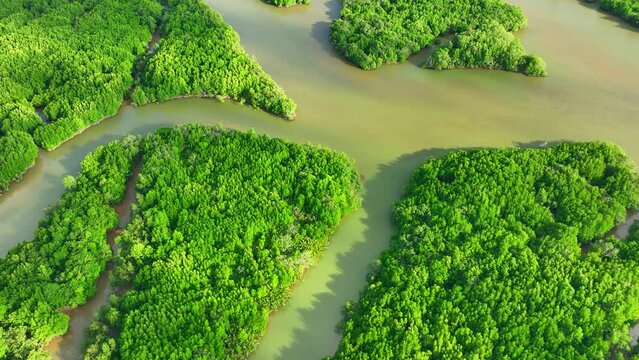 Explore Thailand mangrove forests through a captivating drone aerial view. Immerse in lush green canopies, intertwining roots. A blend of nature's beauty and ecological significance.
