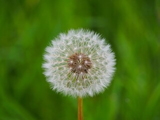 Obraz premium Löwenzahn Pflanze vor unscharfem Hintergrund 