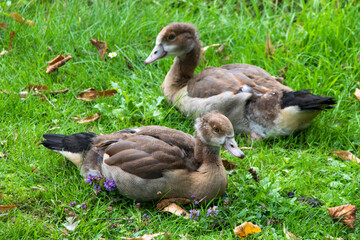 Im Gras sitzende junge Nilgänse