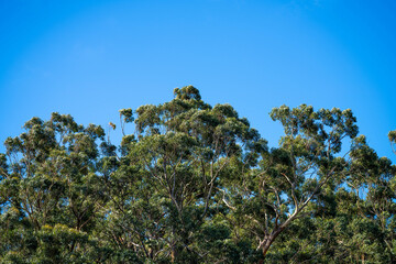 native gum tree growing in a forest in a national park in australia in the bush in spring