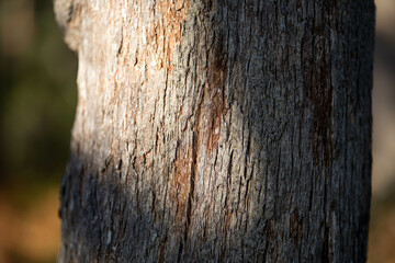 native gum tree growing in a forest in a national park in australia in the bush in spring