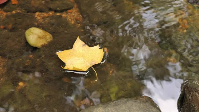 The first autumn leaves are floating down the river. Delaware (USA).