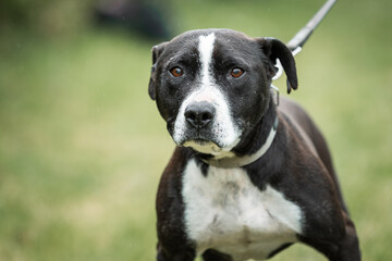 Rescued dog from dogs shelter in the daily activities. This dog was rescued from dogs fight