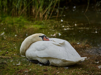 Adult white swan resting at the side of the water with its head tucked in between its wings.