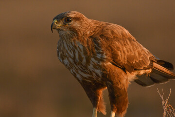 Mäusebussard