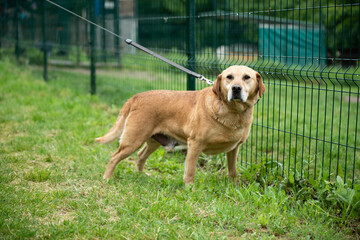 Rescued dog from dogs shelter in Serbia during his daily walk.