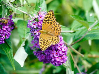 Silver-washed fritillary (Argynnis paphia) - Female