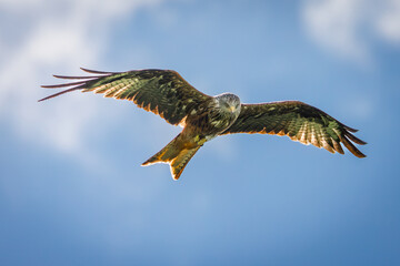 Red Kite (Milvus milvus)