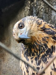 Brown eagle in zoo 