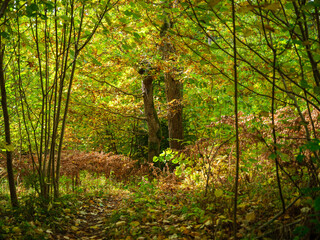 golden yellow autumn forest scene - 641428102