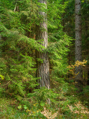 Obraz premium golden yellow autumn forest scene