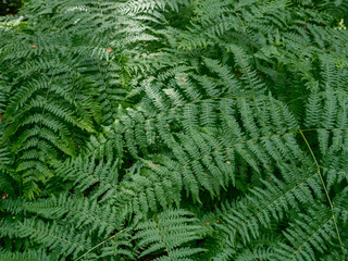 green summer foliage textured background