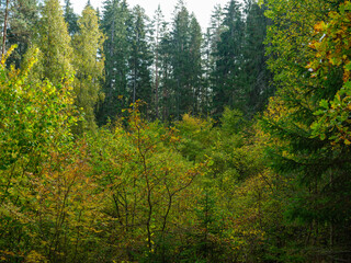 golden yellow autumn forest scene - 641428191