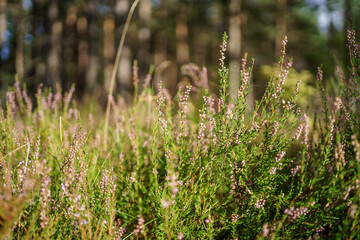 green summer foliage textured background