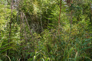 green summer foliage textured background