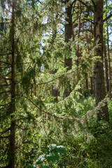 Obraz premium green summer foliage textured background