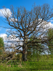 Obraz premium tree trunks with bark in summer forest sunlight