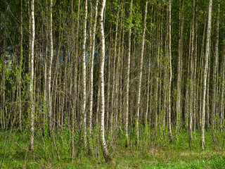 Fototapeta na wymiar tree trunks with bark in summer forest sunlight