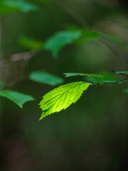 green summer foliage textured background