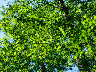green summer foliage textured background