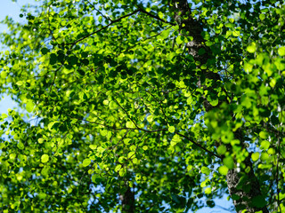 Fototapeta na wymiar green summer foliage textured background