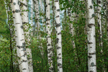 tree trunks with bark in summer forest sunlight