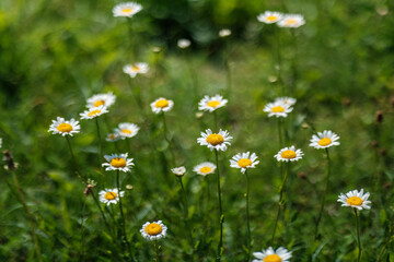 white flowers with green summer foliage textured background
