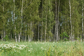 Obraz premium tree trunks with bark in summer forest sunlight