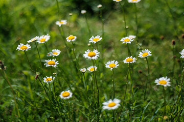 white flowers with green summer foliage textured background