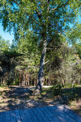 tree trunks with bark in summer forest sunlight