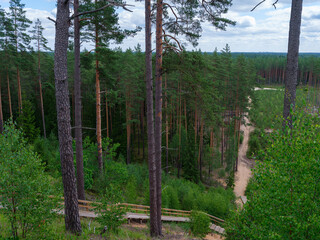 Obraz premium tree trunks with bark in summer forest sunlight