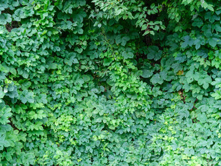 green summer foliage textured background