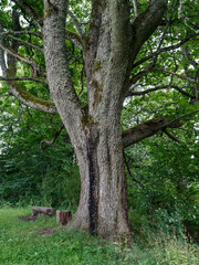 Fototapeta premium tree trunks with bark in summer forest sunlight