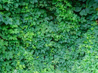 green summer foliage textured background - 641428778