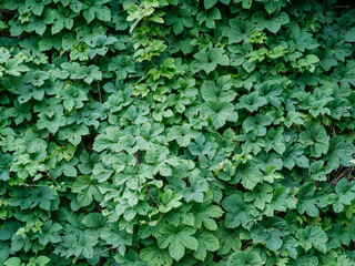 green summer foliage textured background - 641428782