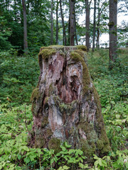 tree trunks with bark in summer forest sunlight