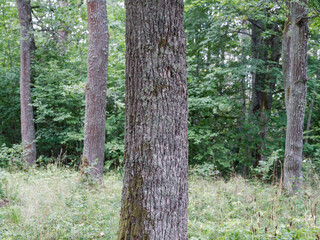 Fototapeta premium tree trunks with bark in summer forest sunlight
