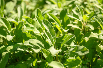 Beautiful Salvia Leafs